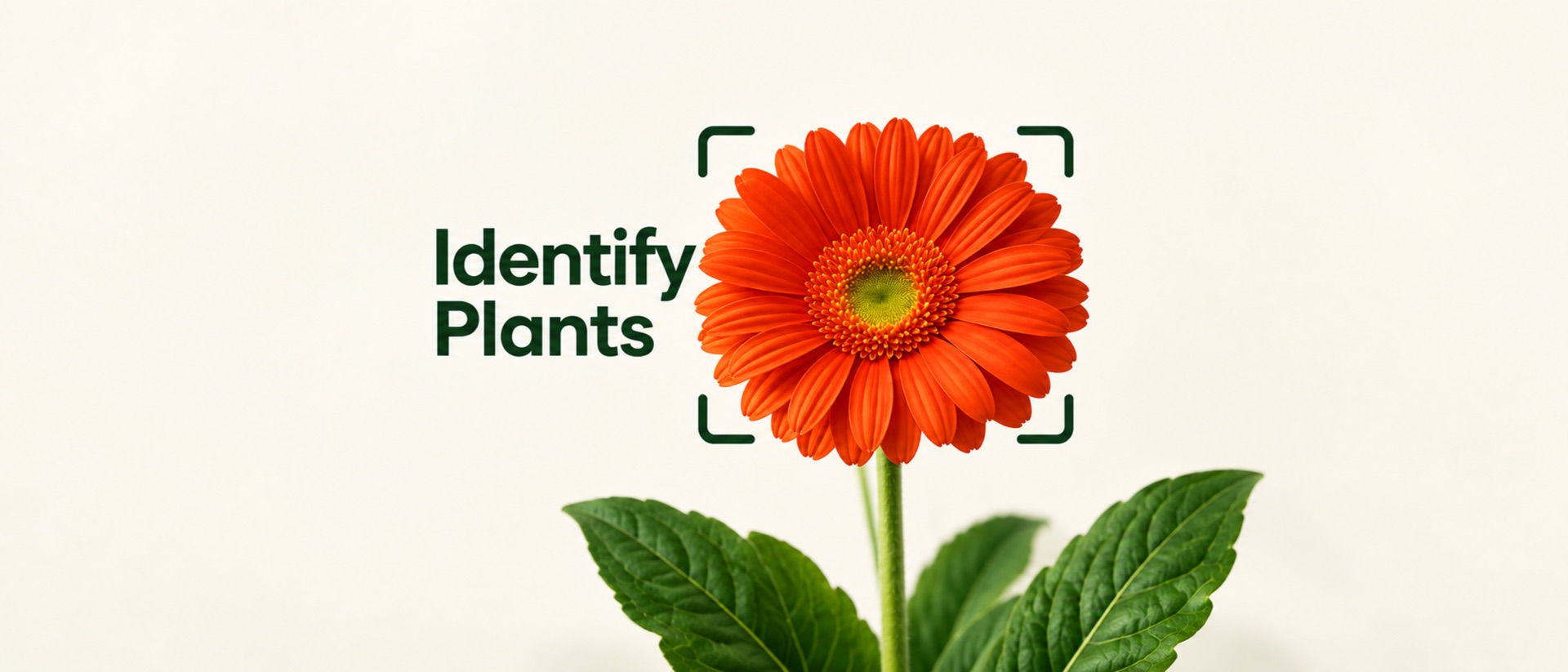 Plant Identifier: Plantiary product page header