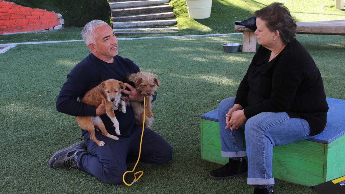 Cesar Millan My Dog Bites My Boyfriend Won't You Bite My Neighbor? - Cesar Millan: Better Human, Better Dog