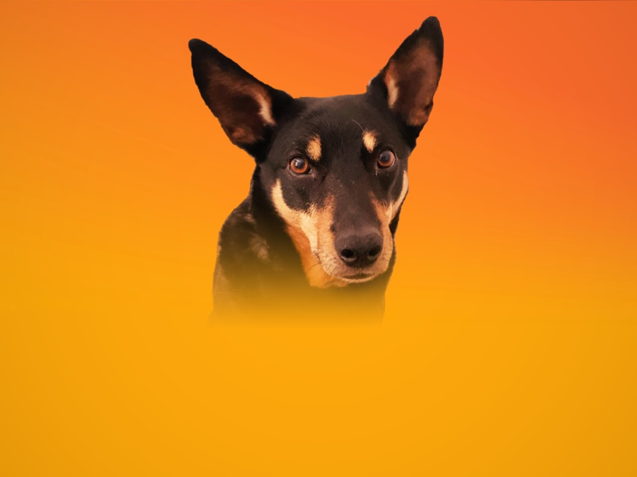 The Dog House Australia Apple TV (AU)