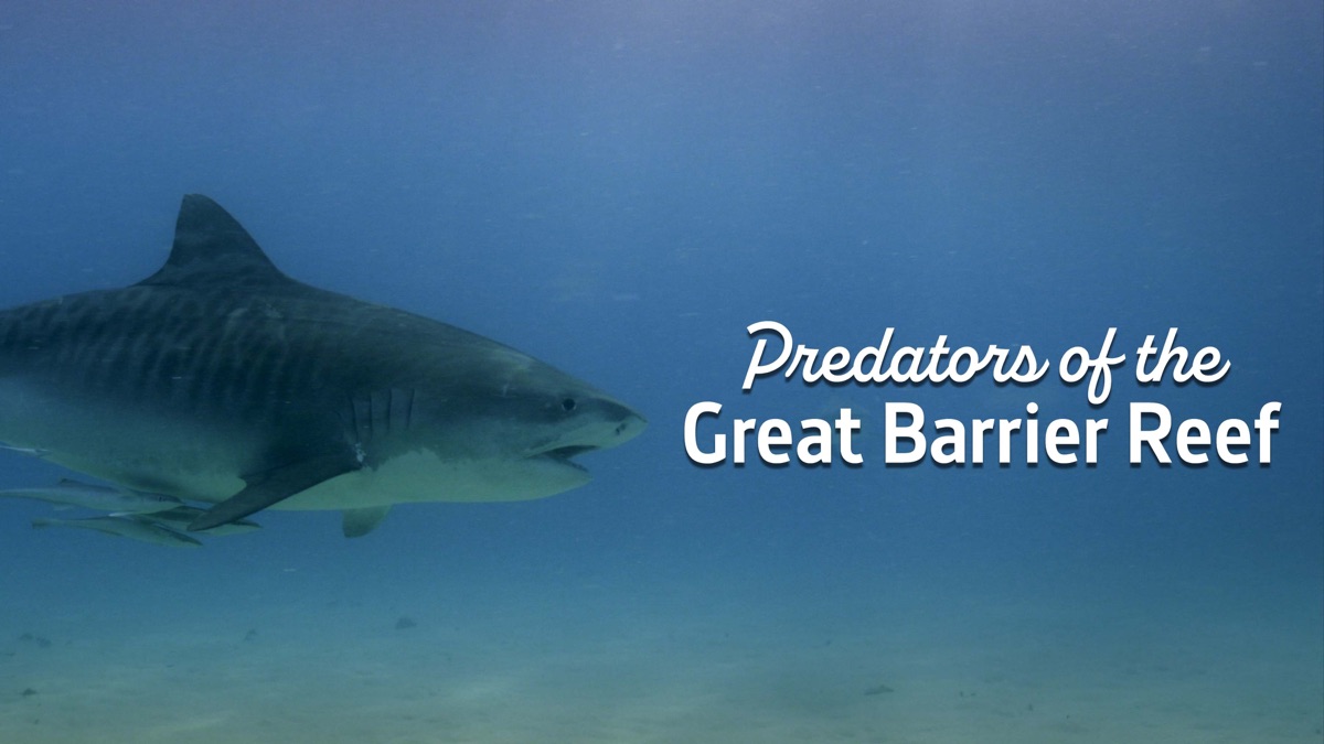 ‎Predators of the Great Barrier Reef - Apple TV