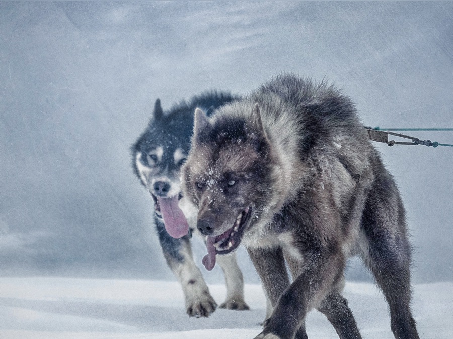 Ice Dogs - Apple TV