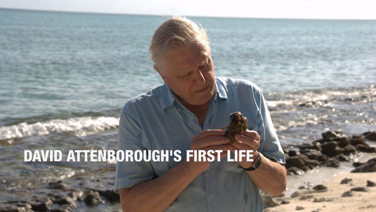 ‎First Life - Apple TV