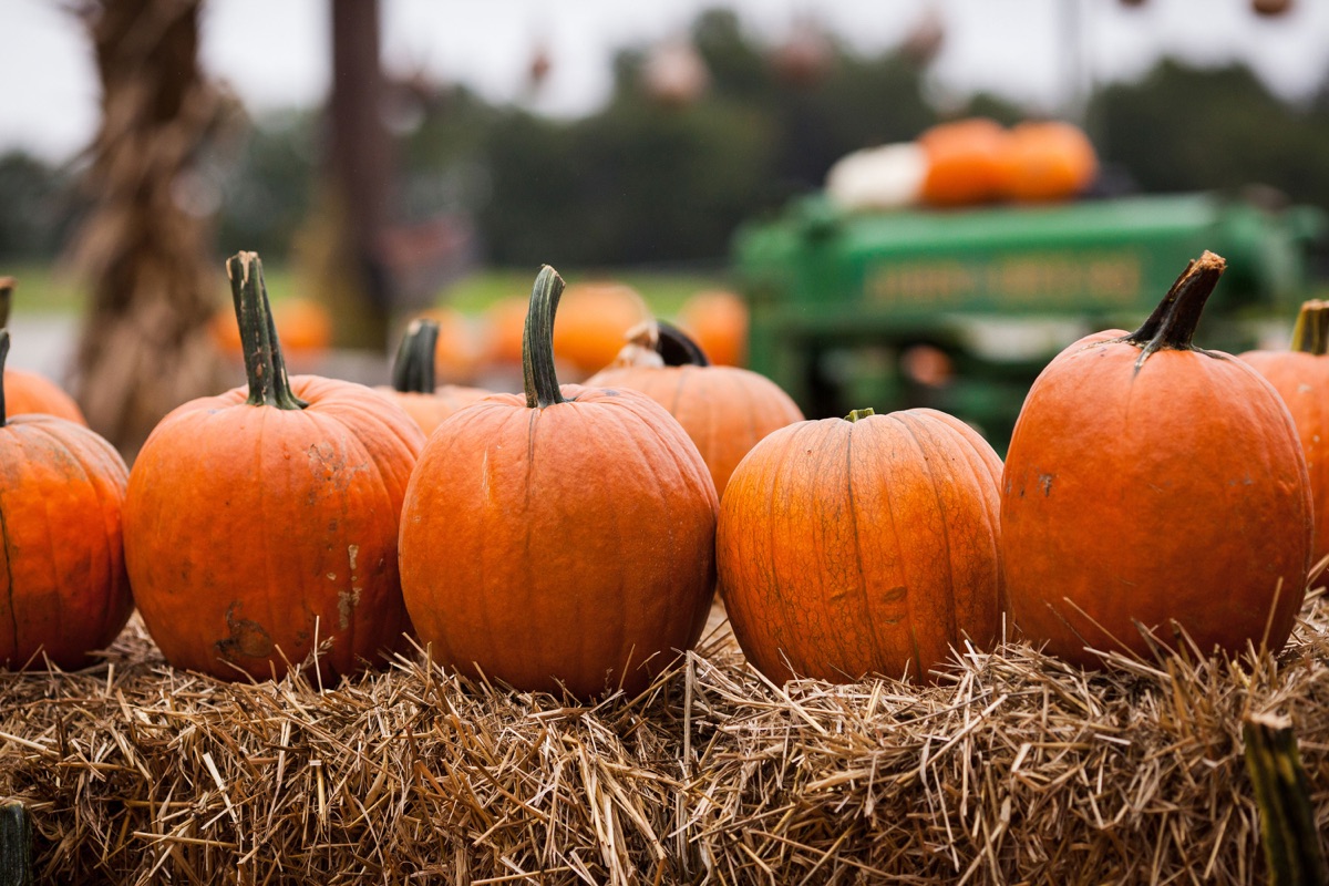 Tinybeans · The Bay Area's Best Pumpkin Patches