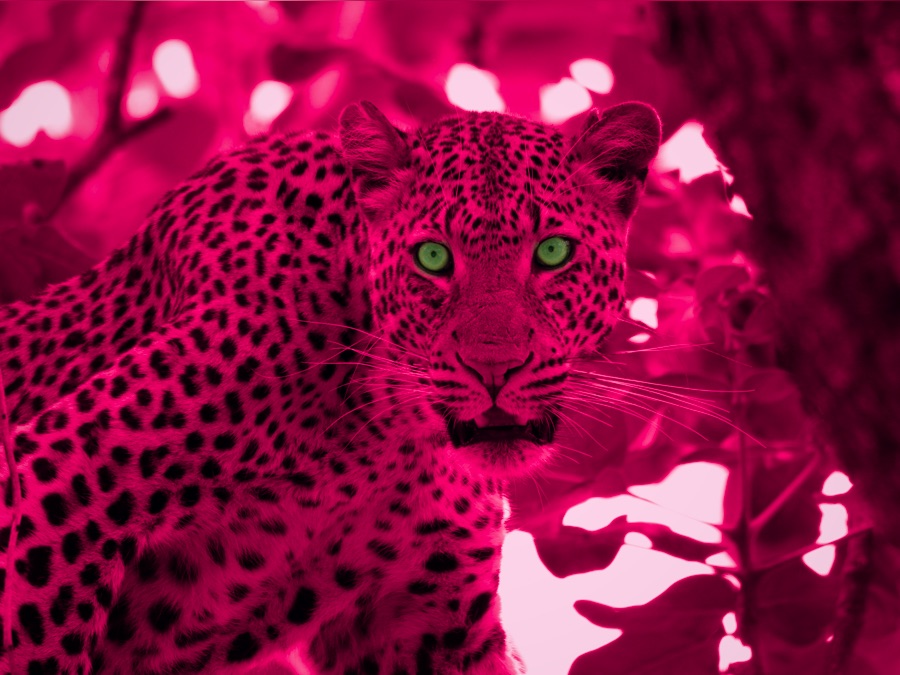 Zambia Untamed Apple TV (DE)