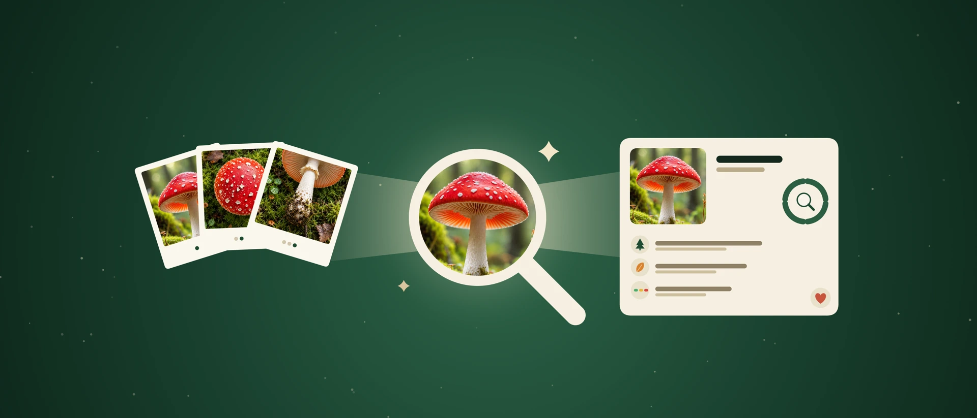 Mushroom Identifier By Picture product page header
