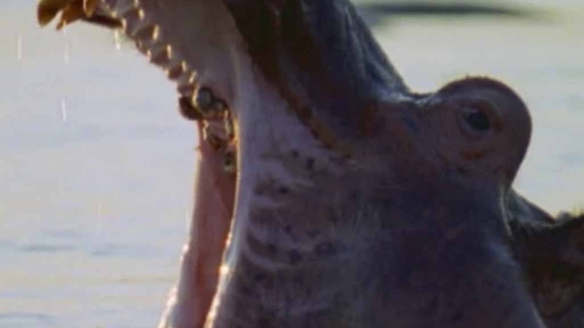 Animal Face Off Hippo Vs Bull Shark Hippo vs. Bull Shark - Animal Face-Off (Season 1, Episode 4) - Apple TV