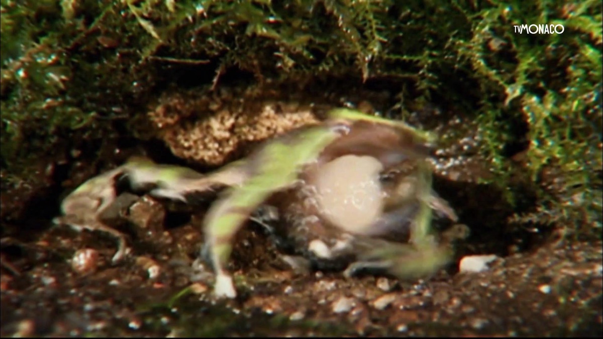 Une Grenouille Avec Un Corps Vert Qui Dit  Citation De Grenouille  | PSD Premium