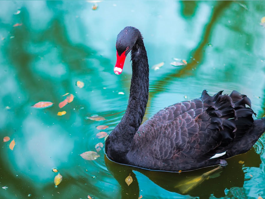 Wild Birds of Australia Apple TV (CA)