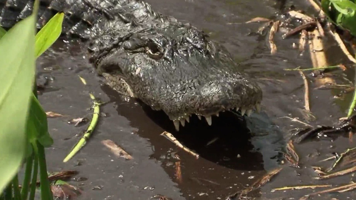 Mud Gator Attacks - Gator Boys (Season 1, Episode 2) - Apple TV