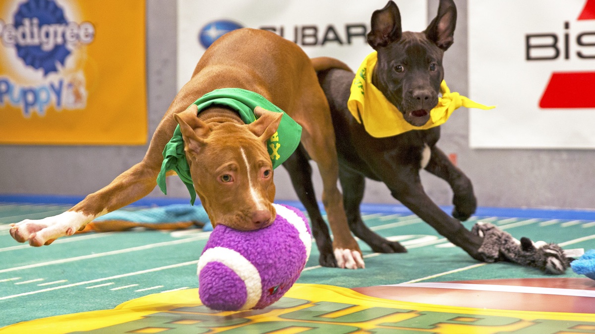 Puppy bowl fashion xiii