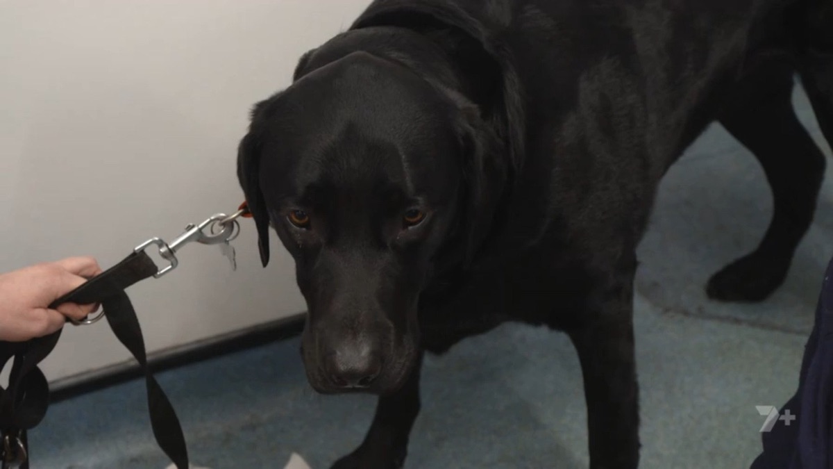 Episode 6 The Yorkshire Vet (Season 16, Episode 6) Apple TV