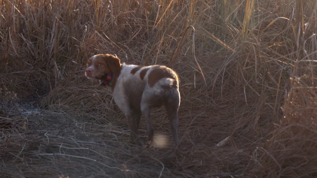 Bird Dog's First Hunt - The Flush (Season 2022, Episode 4) - Apple TV