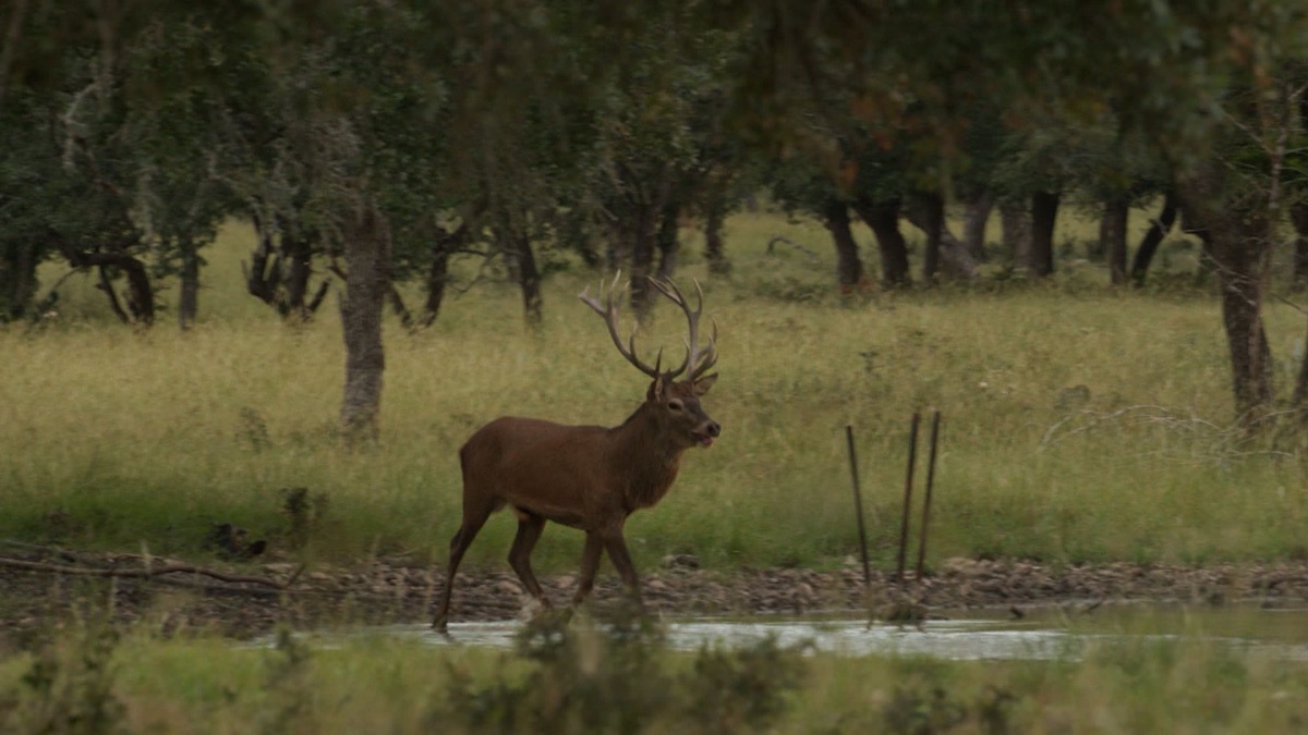 ‎Highveld Roars – Tecomate Whitetail Nation (Season 12, Episode 1 ...