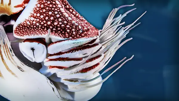 Mollusks: Ancient Survivors