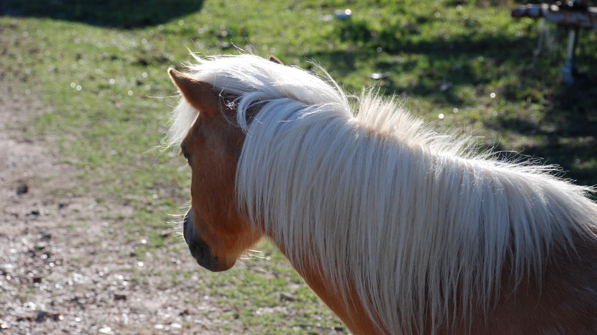 Extreme Rescues Animal Cops Phoenix (Series 10, Episode 19) Apple