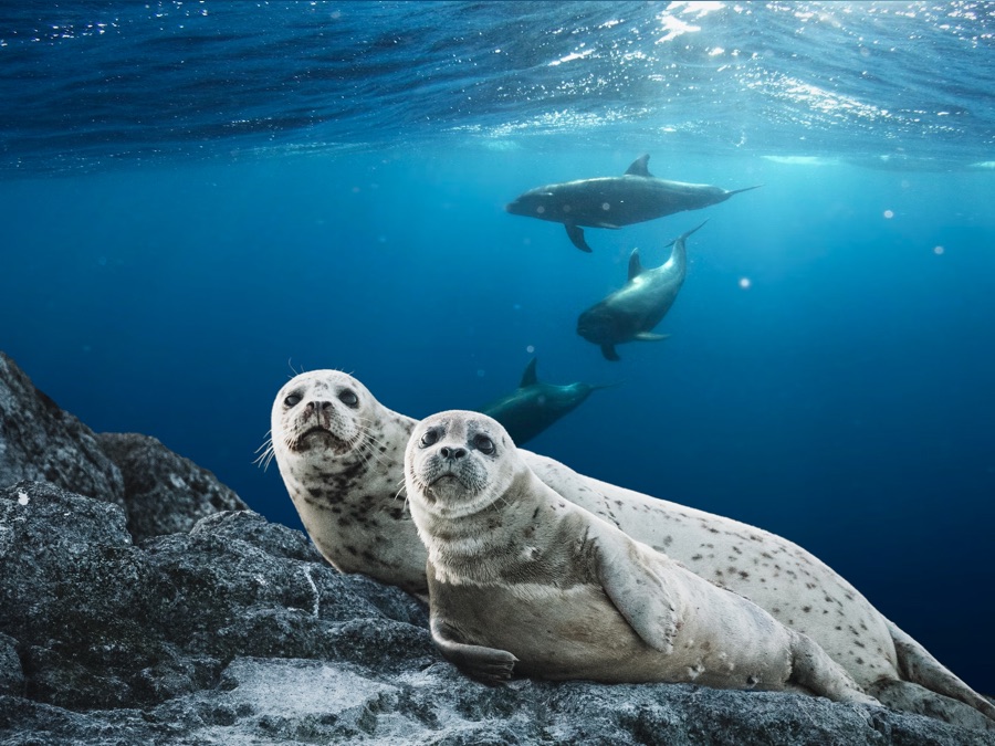 Seals Bullies in Blubber Apple TV