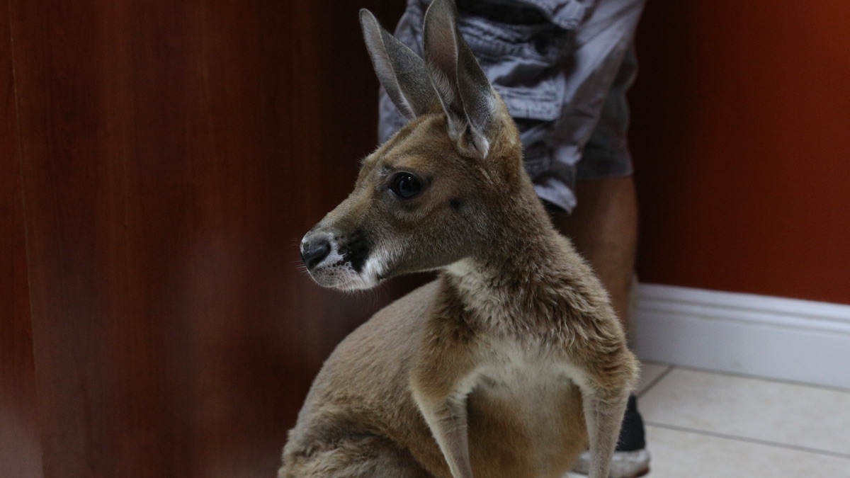 Baby Kangaroo Alert! Dr. K's Exotic Animal ER (Season 4, Episode 1