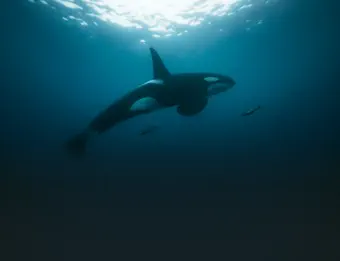 watch free online documentaries - ihavenotv.com
