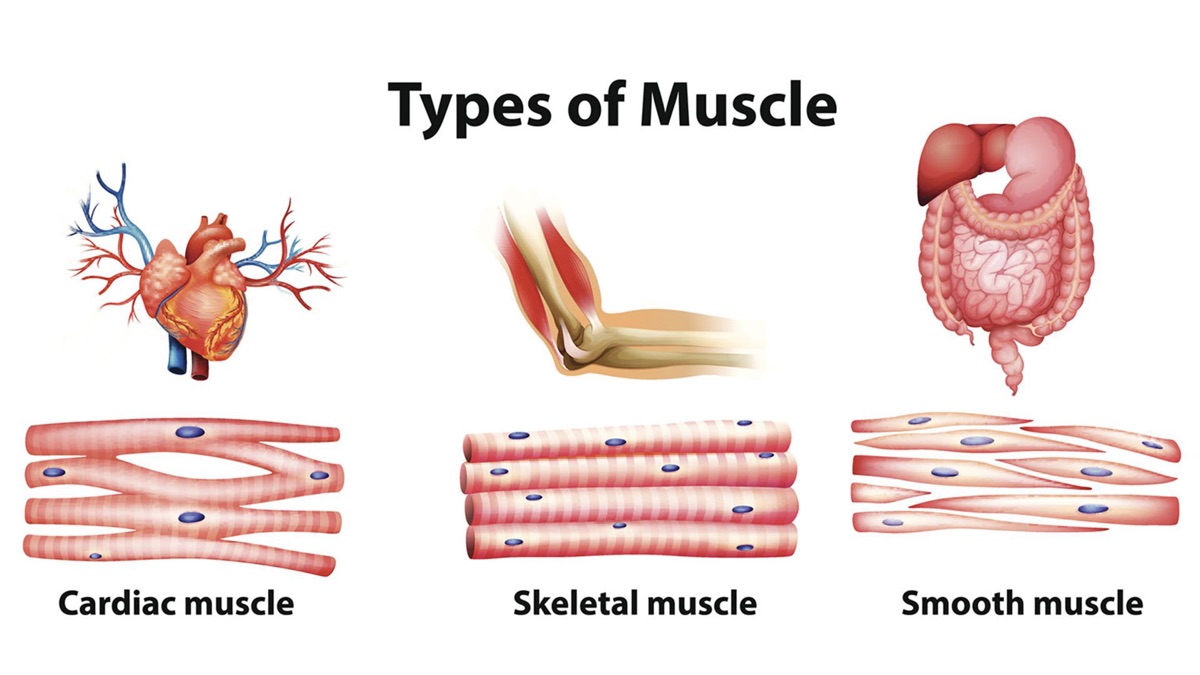 ‎Musculoskeletal System—Anatomy of the Muscles – Understanding the ...