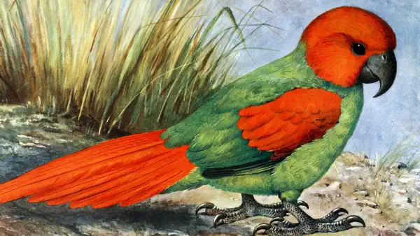 Echoes of Extinction: Part 2