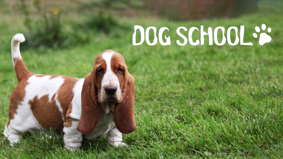 ‎Dog School - Apple TV