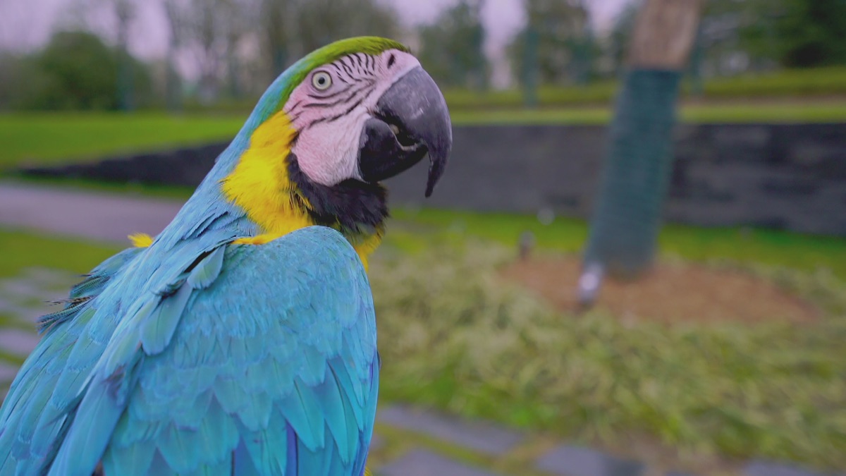 ‎Animals Got Talent/Wild Dance Party - Zoofari (Series 1, Episode 5 ...