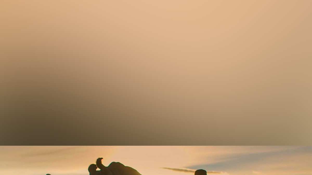‎Secret Safari: Into the Wild - Apple TV