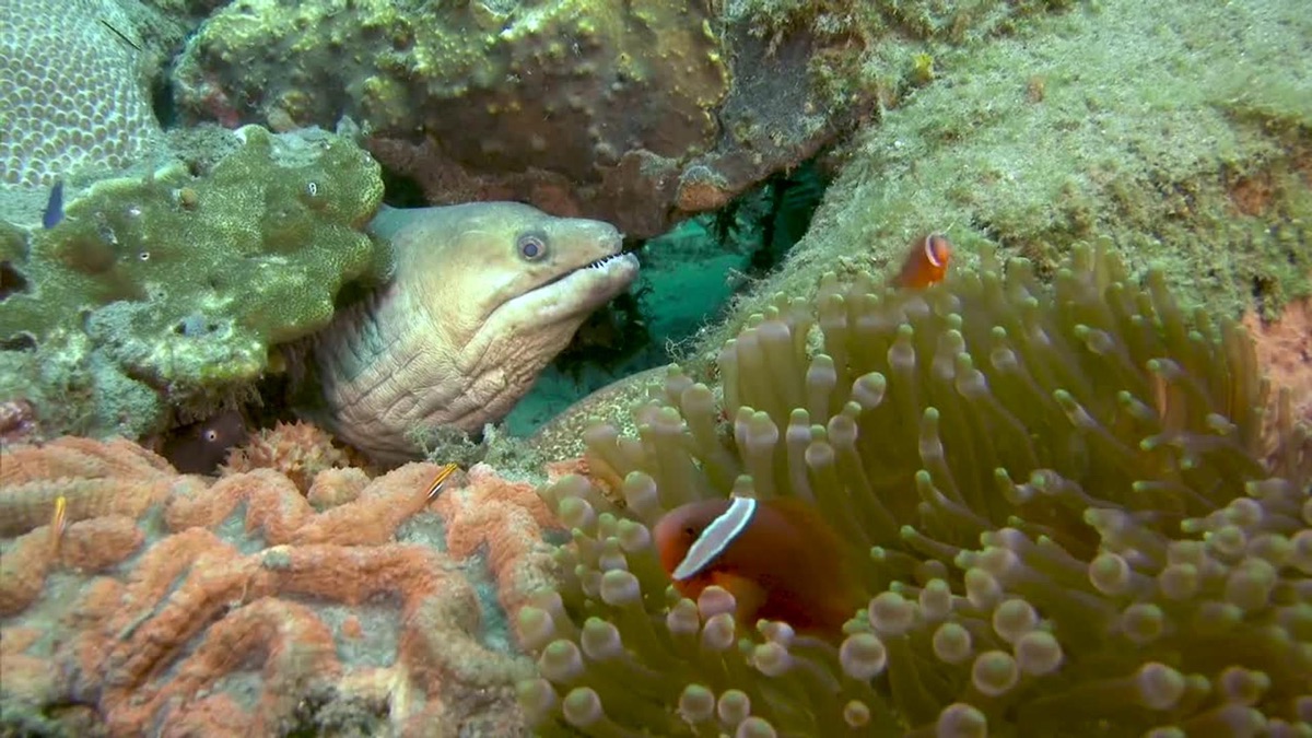Muck Diving in the Philippines + the Annual Alewife Run in Maine, USA
