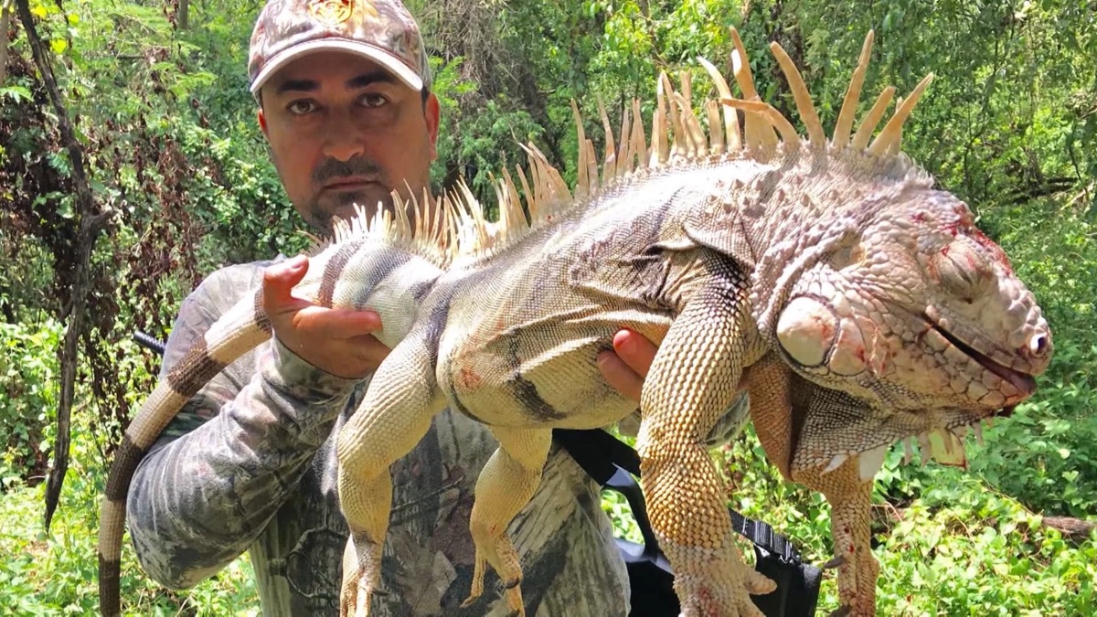 ‎Puerto Rican Tree Rats – Dead Meat (Season 5, Episode 2) - Apple TV (CA)