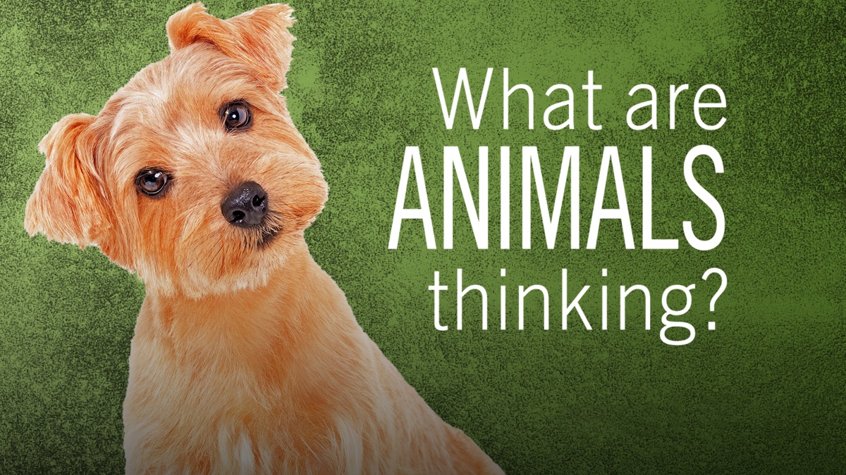 ‎What Are Animals Thinking? - Apple TV