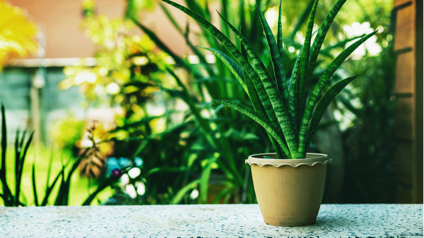 Green Plant Adventures Await! Special Event Green Plant Adventures Await! Special Event