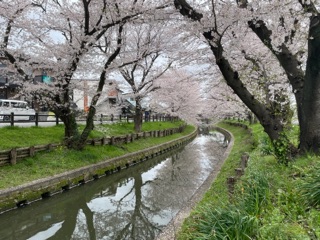 Shingashi River Cherry Blossoms in 埼玉県川越市 - Apple Maps