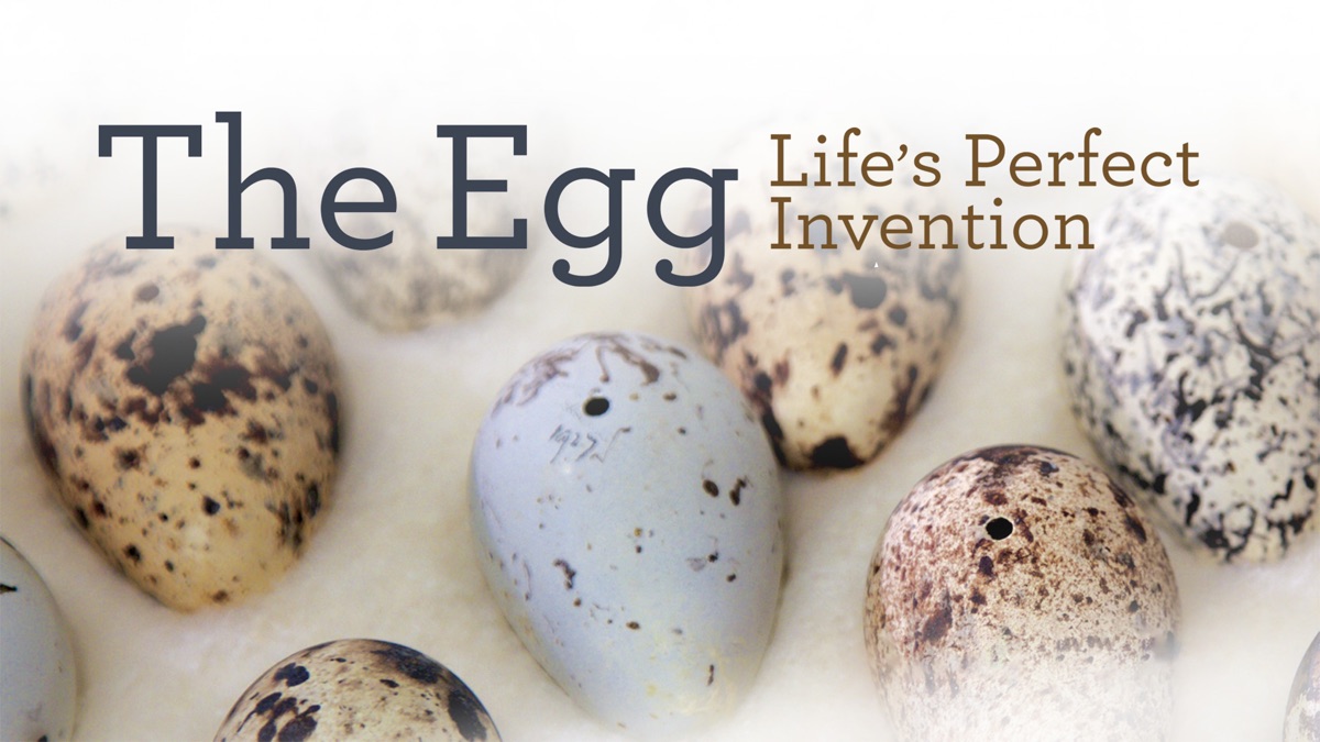 ‎The Egg: Life's Perfect Invention - Apple TV