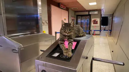 Cat Me If u Can iPhone screenshot 8