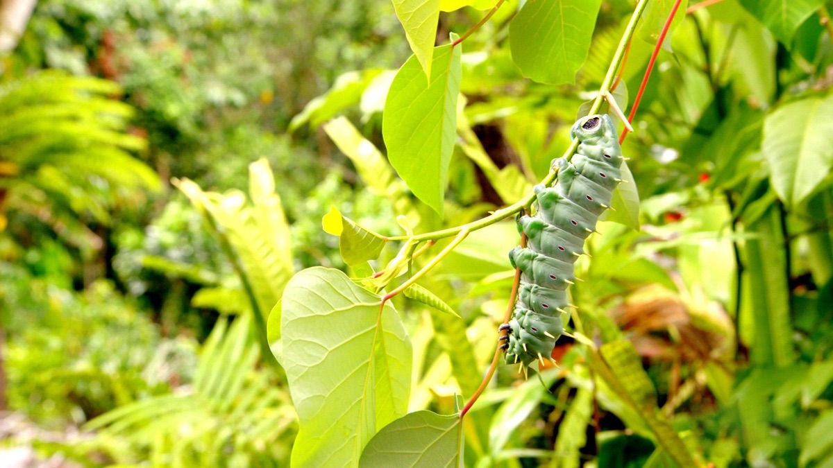 Secret Life of Bugs & Butterflies Secrets of Wild Australia (Season 1