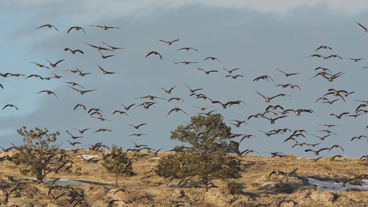 Pit Life - Heartland Waterfowl (Season 7, Episode 9) - Apple TV