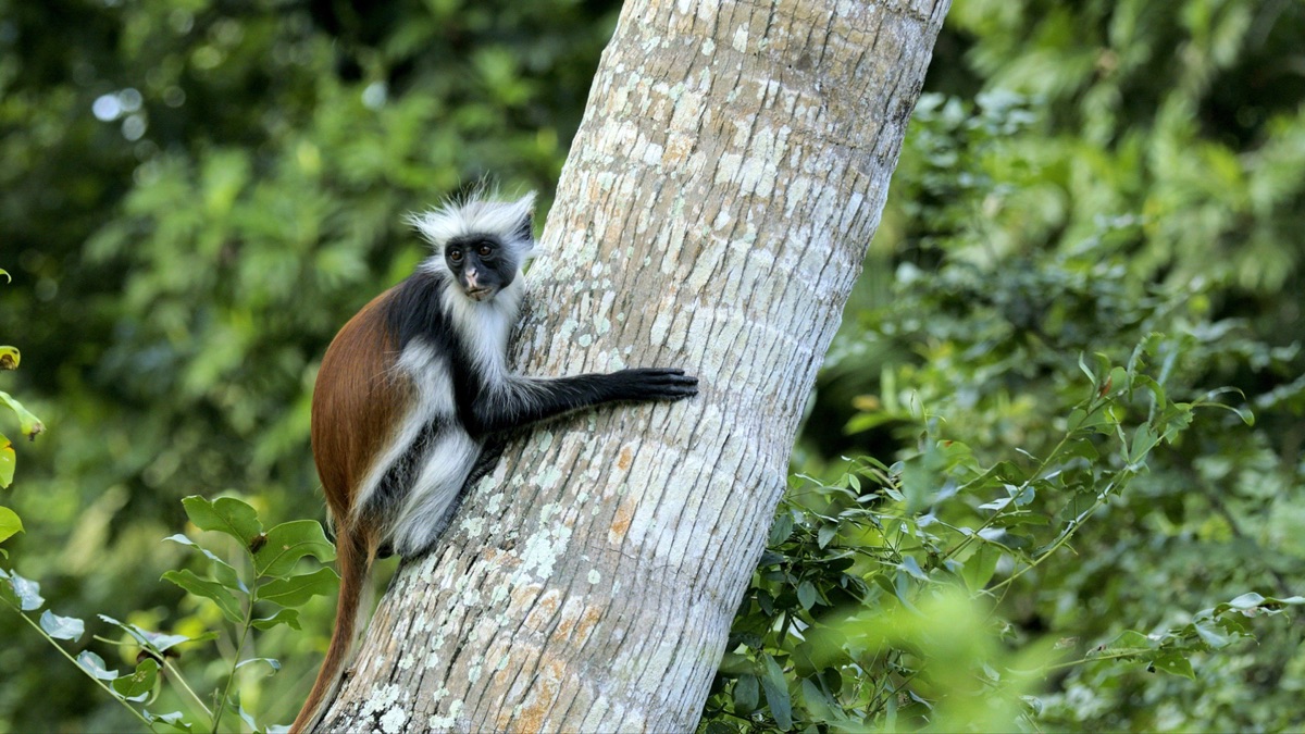 ‎Veneno de Mono Colobo de Zanzibar - Tierra de Primates (temporada 1 ...