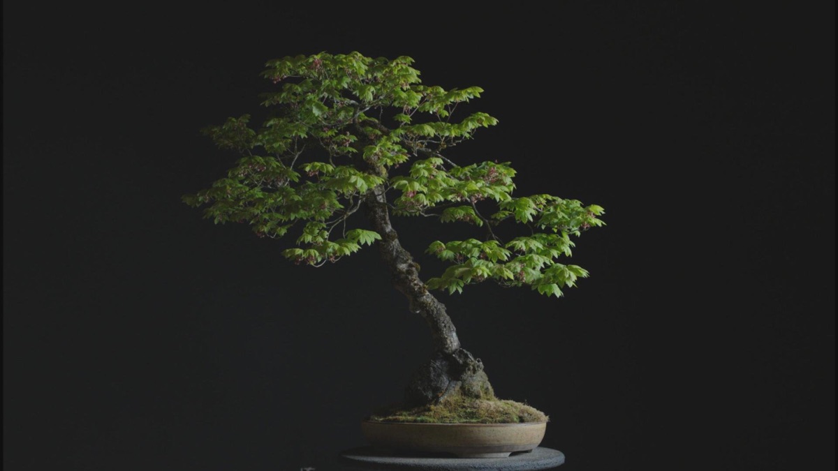 Trees And Other Entanglements - Trees And Other Entanglements - Apple ...