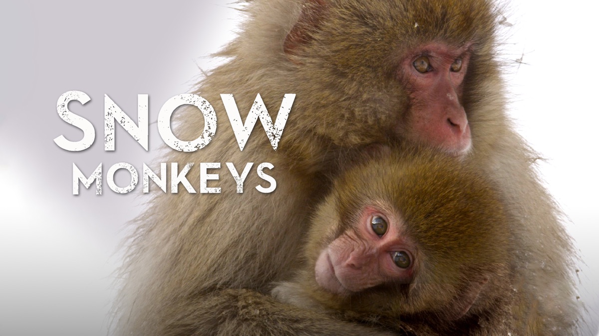 ‎Snow Monkeys - Apple TV