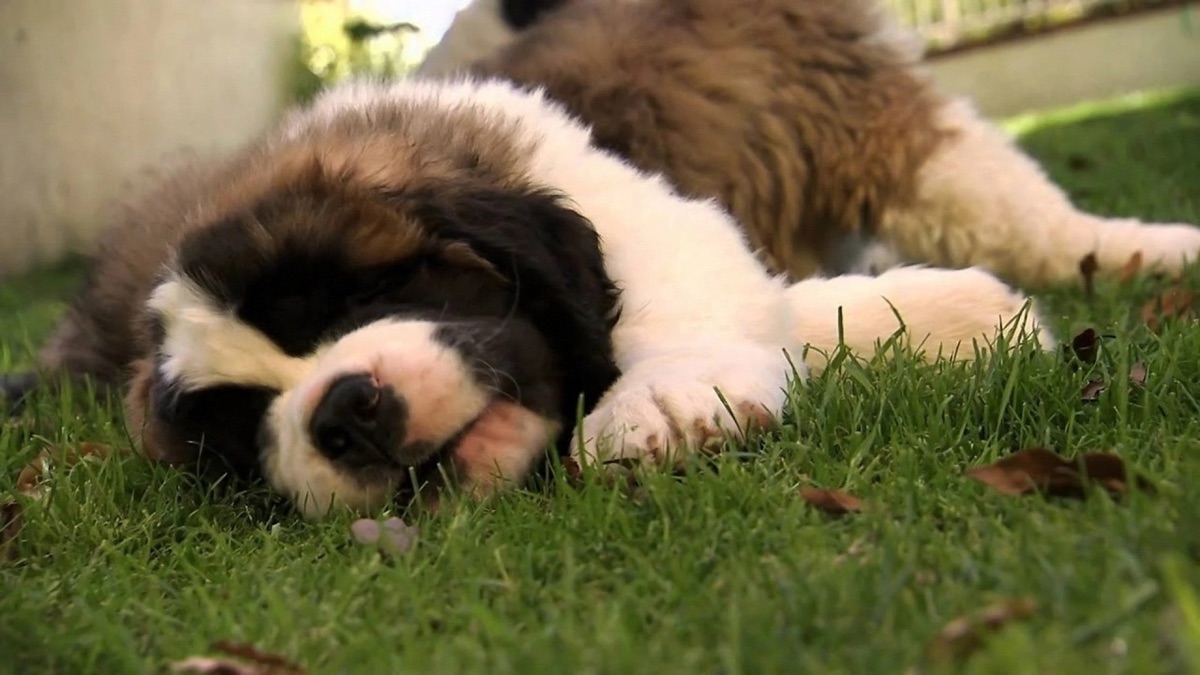 Roly-Poly Puppies - Too Cute! (Season 3, Episode 7) - Apple TV
