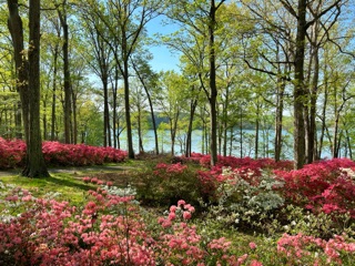 Brighton Dam Azalea Garden in Brookeville, MD United States
