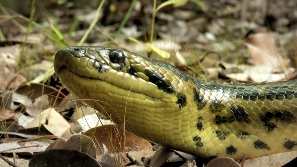 Jewels of Pantanal - Secret Brazil: Pantanal (Series 1, Episode 2 ...
